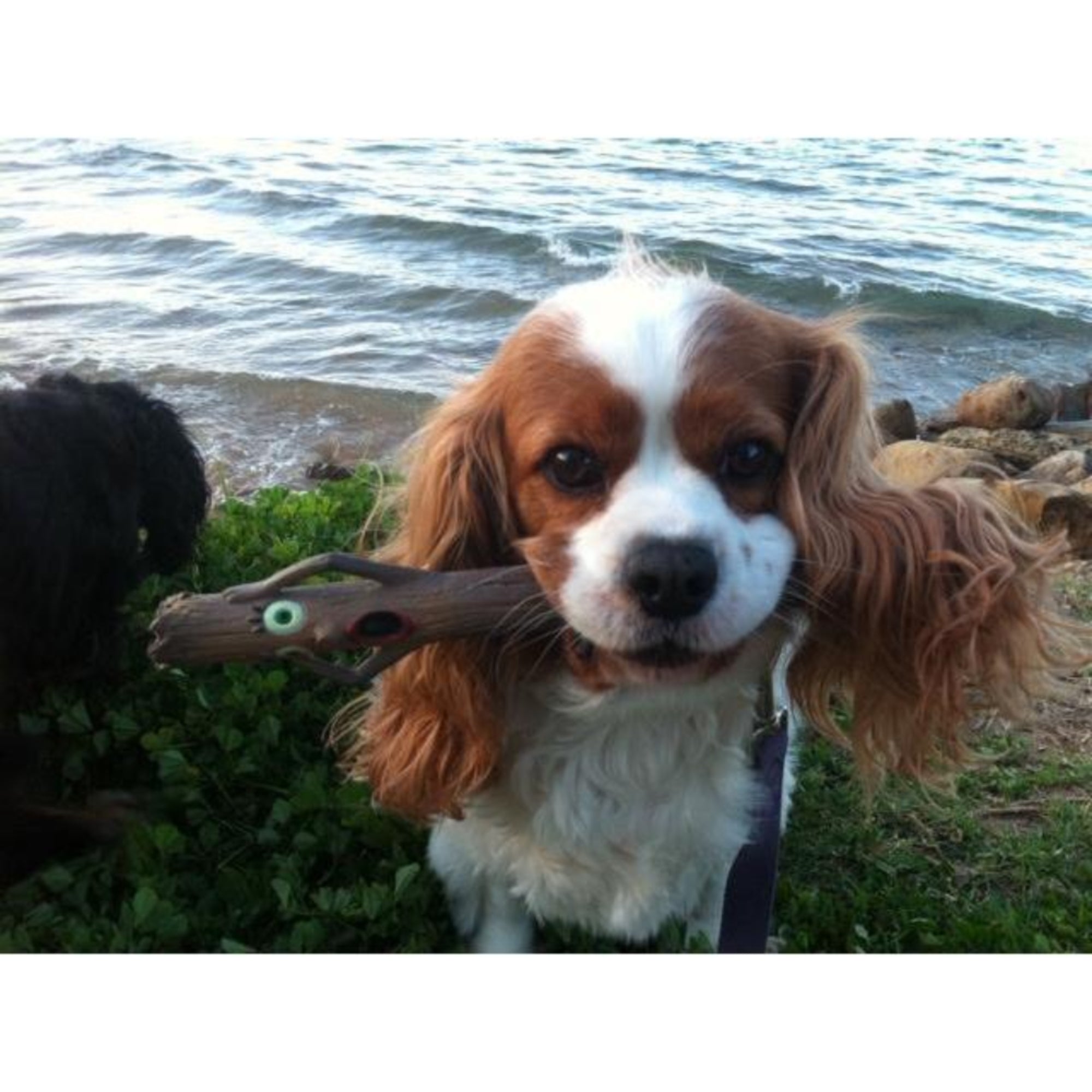 Doog "The Stick" - Totally Terrified Dog Toy