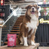 Petz Park Liver Support for Dogs 90 Scoops
