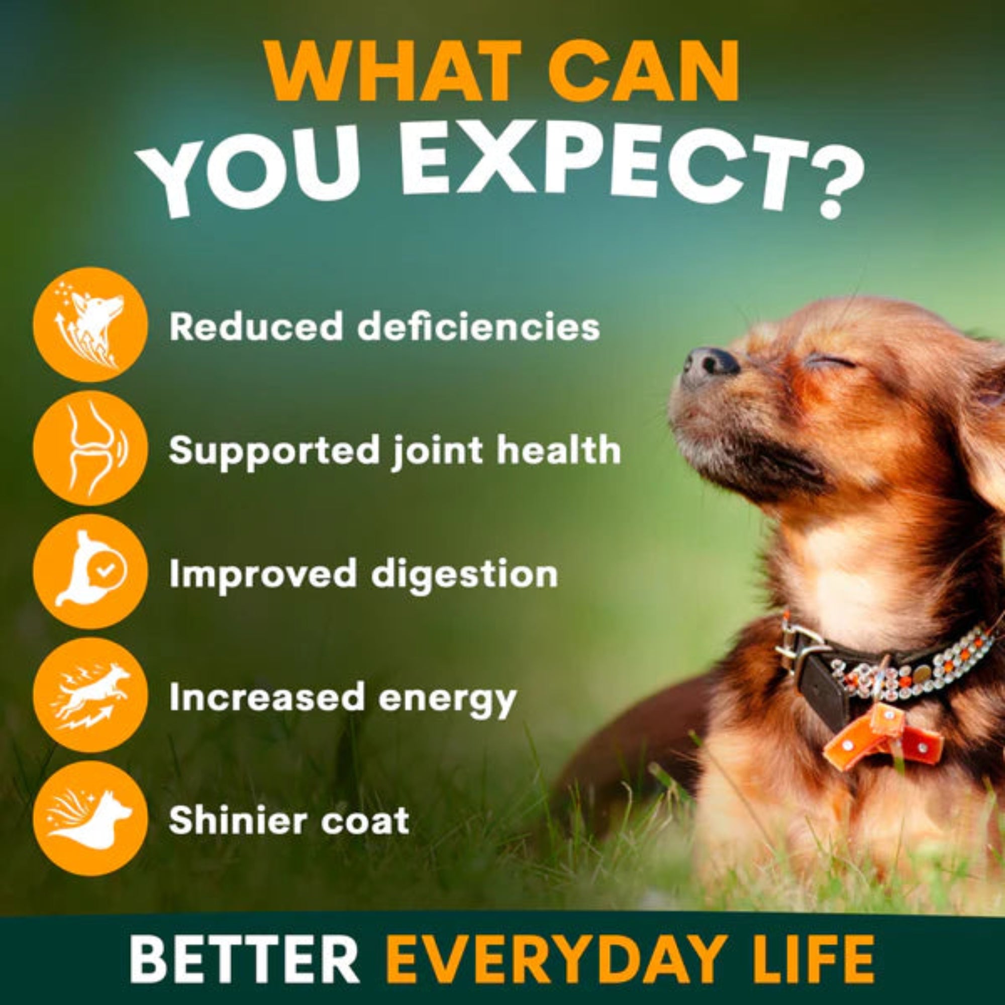 Petz Park Multivitamin for Dogs - 90 Scoops
