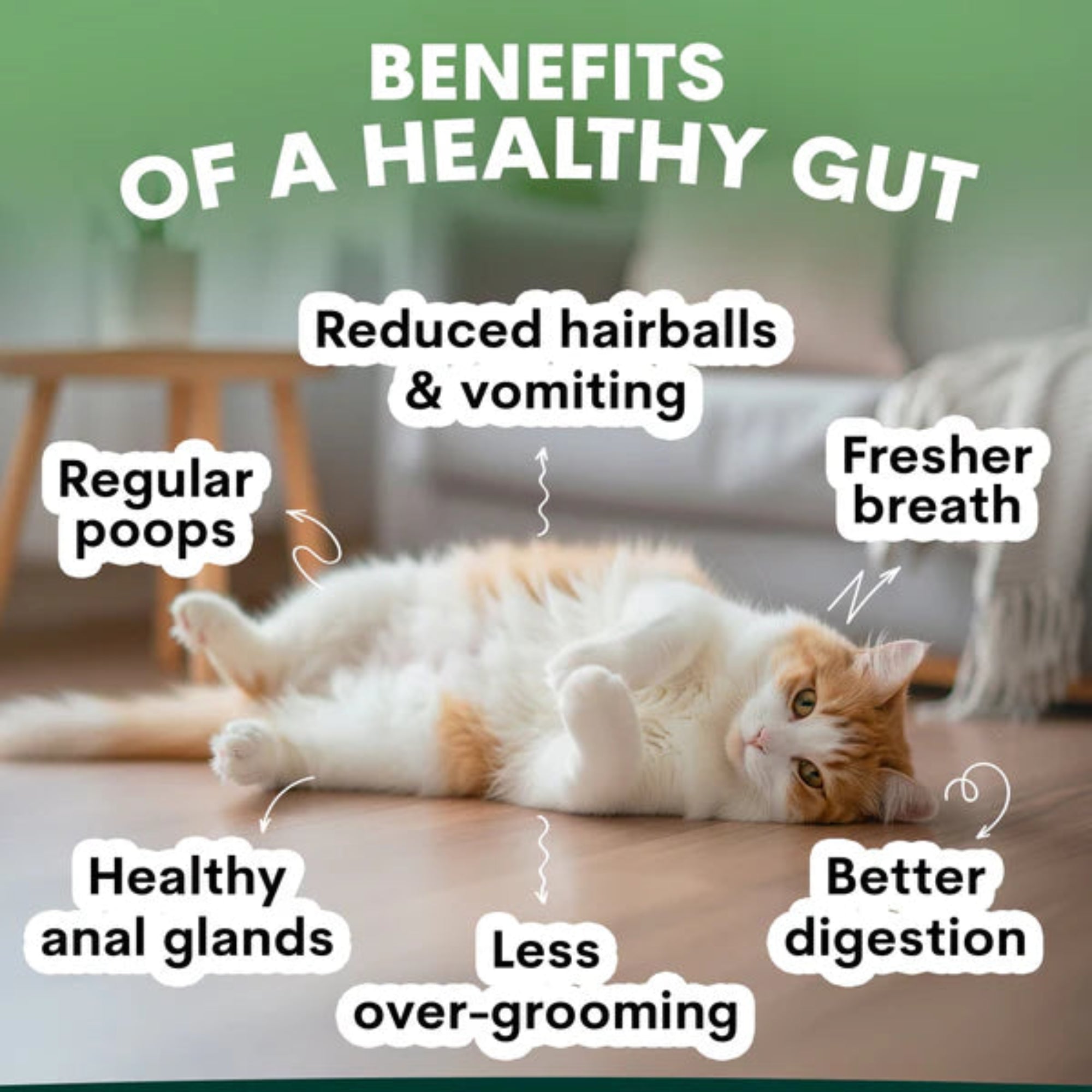Petz Park Probiotic for Cats - 60 Scoops