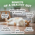Petz Park Probiotic for Cats - 60 Scoops