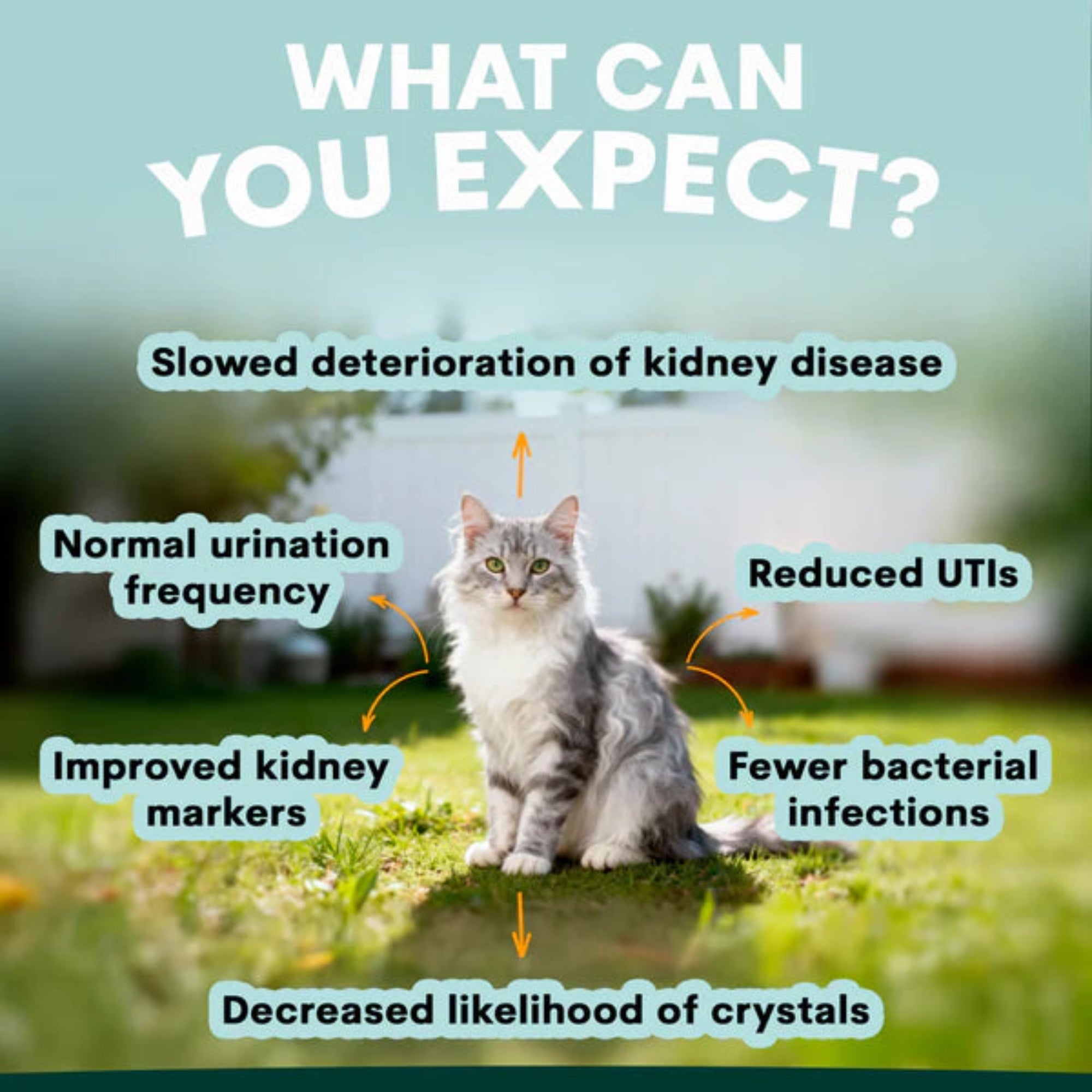 Petz Park Urinary + Kidney for Cats - 60 Scoops
