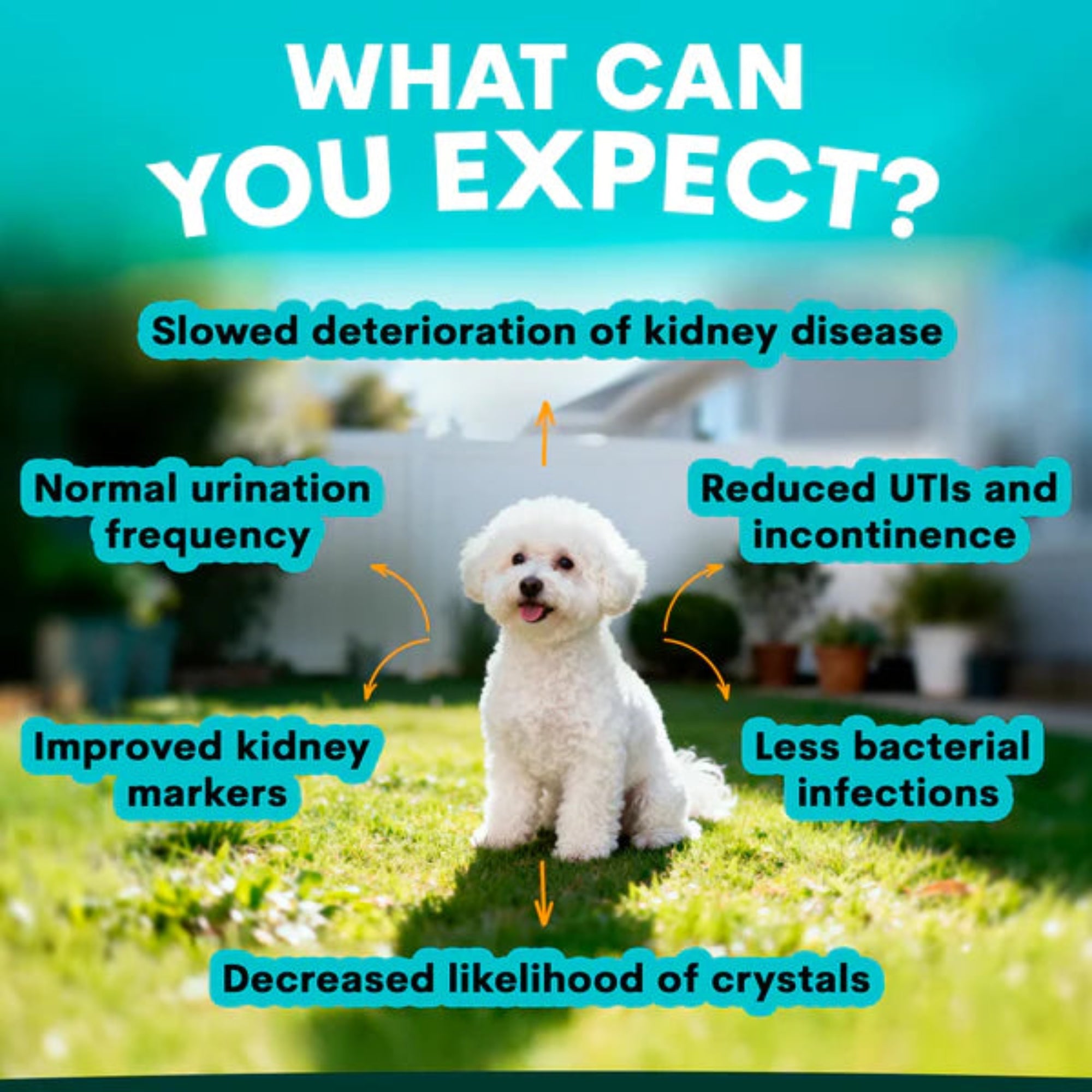 Petz Park Urinary + Kidney for Dogs - 90 Scoops
