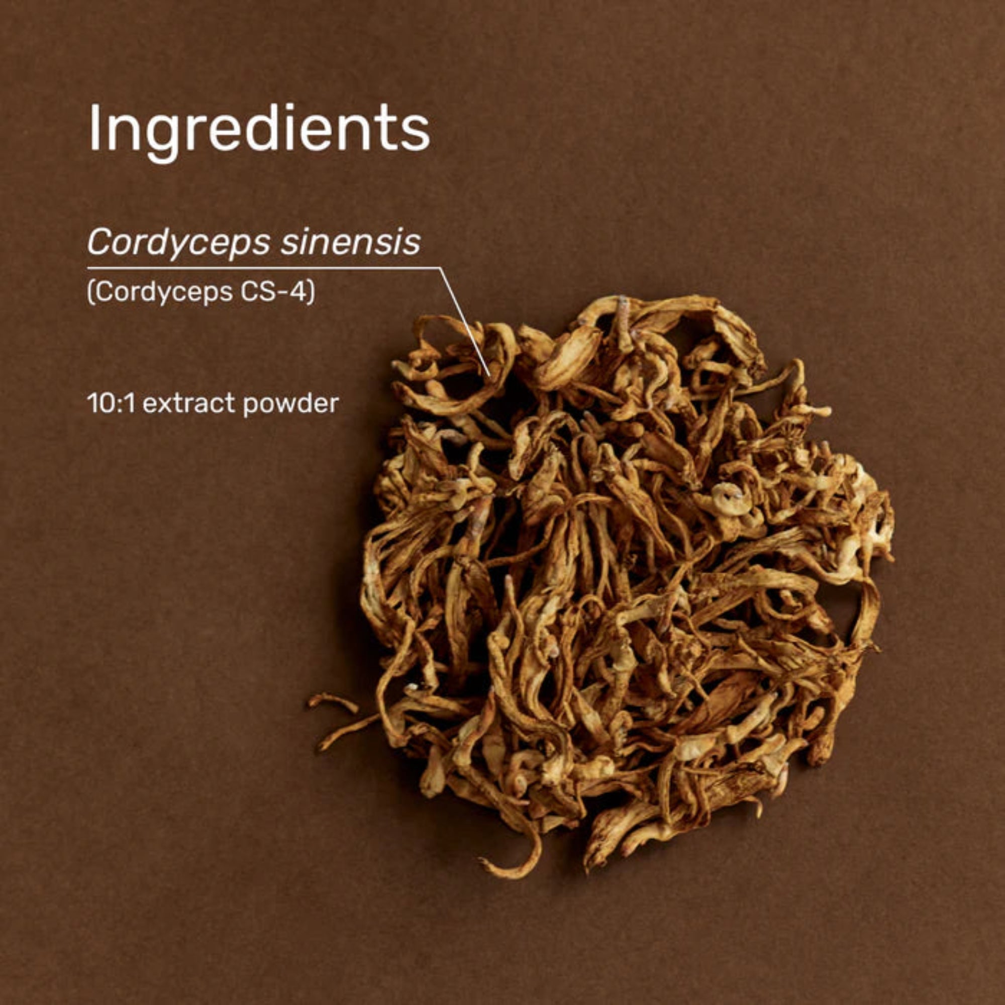 Superfeast Cordyceps - 100g Jar