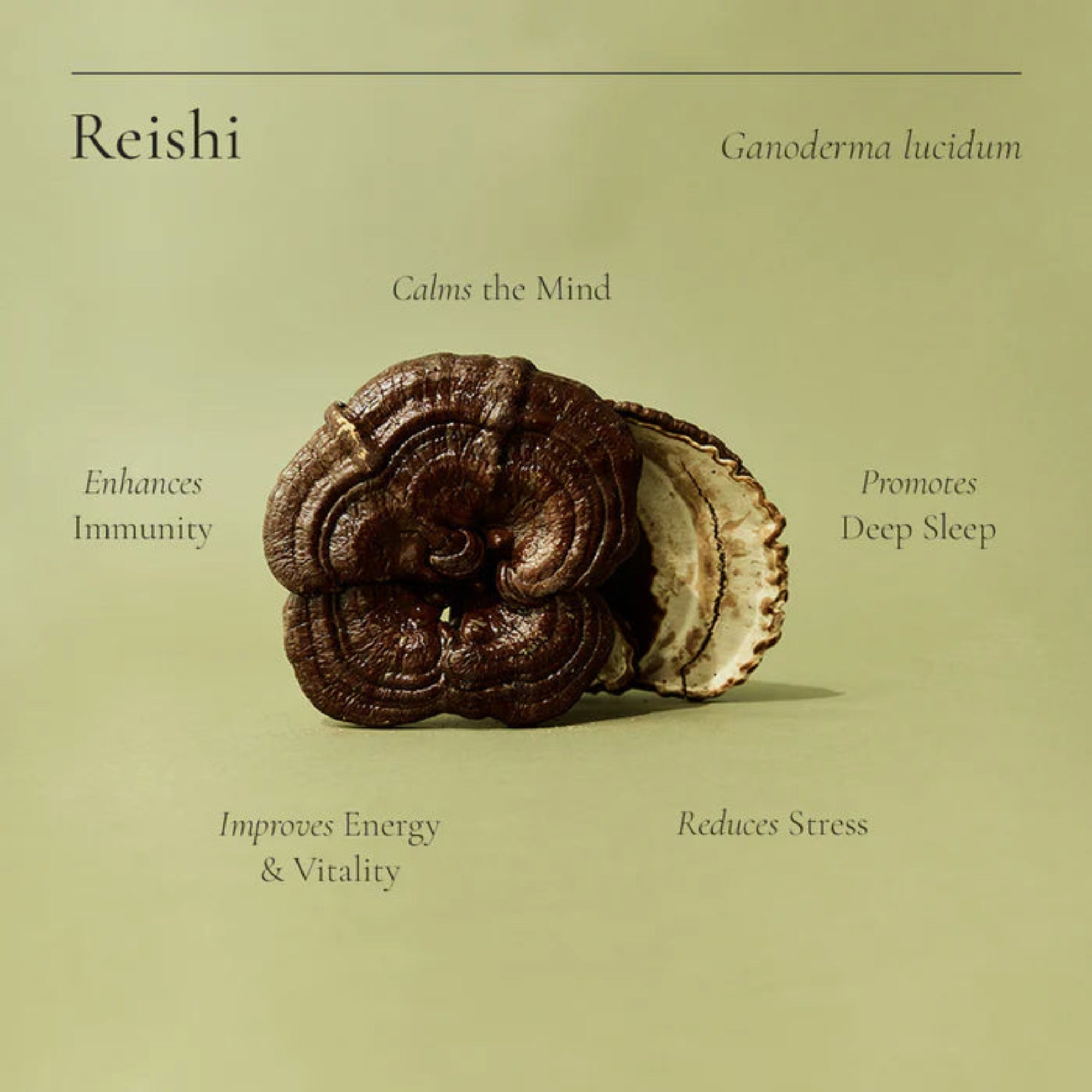 Superfeast Reishi - 100g Jar